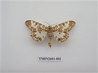 藏品(尺蛾115)的圖片